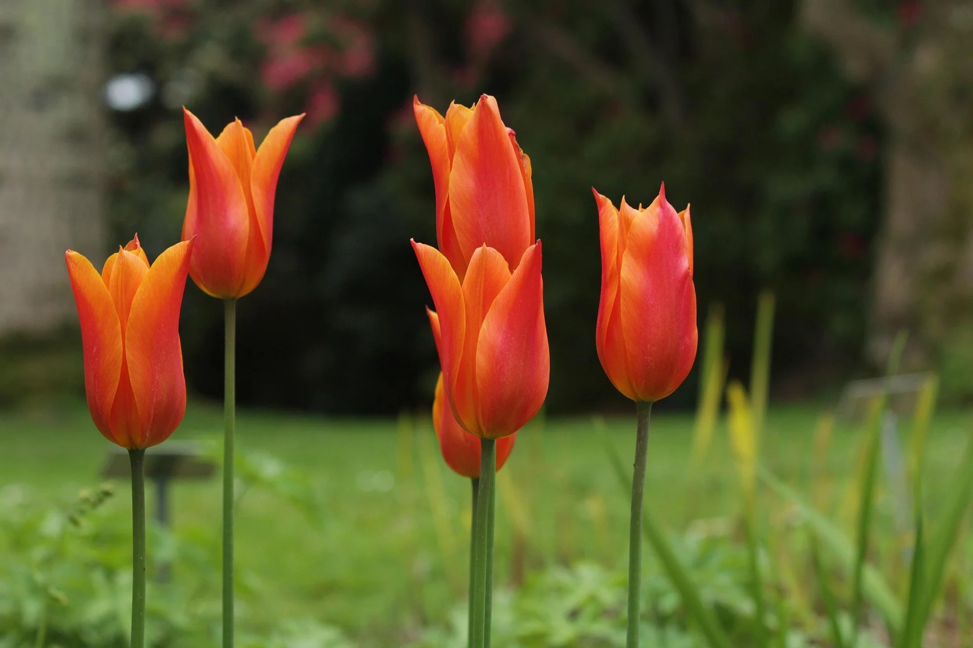 tulips-4823465_1920.jpg