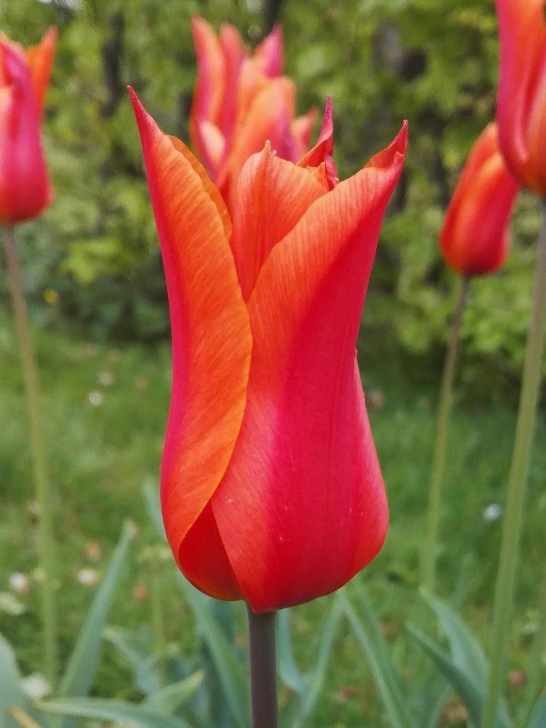 tulip-4541581_1920.jpg