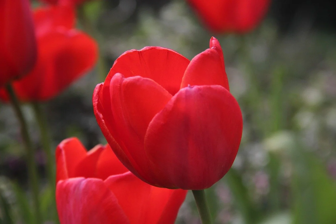 Tulip 'Kingsblood'