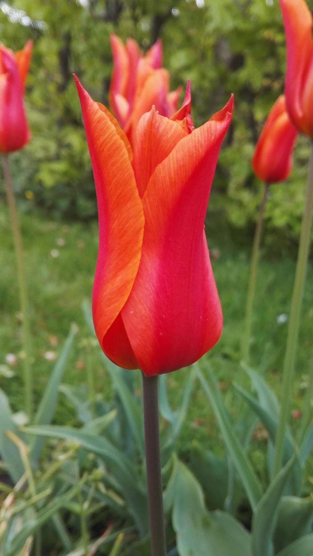Tulip 'Ballerina'