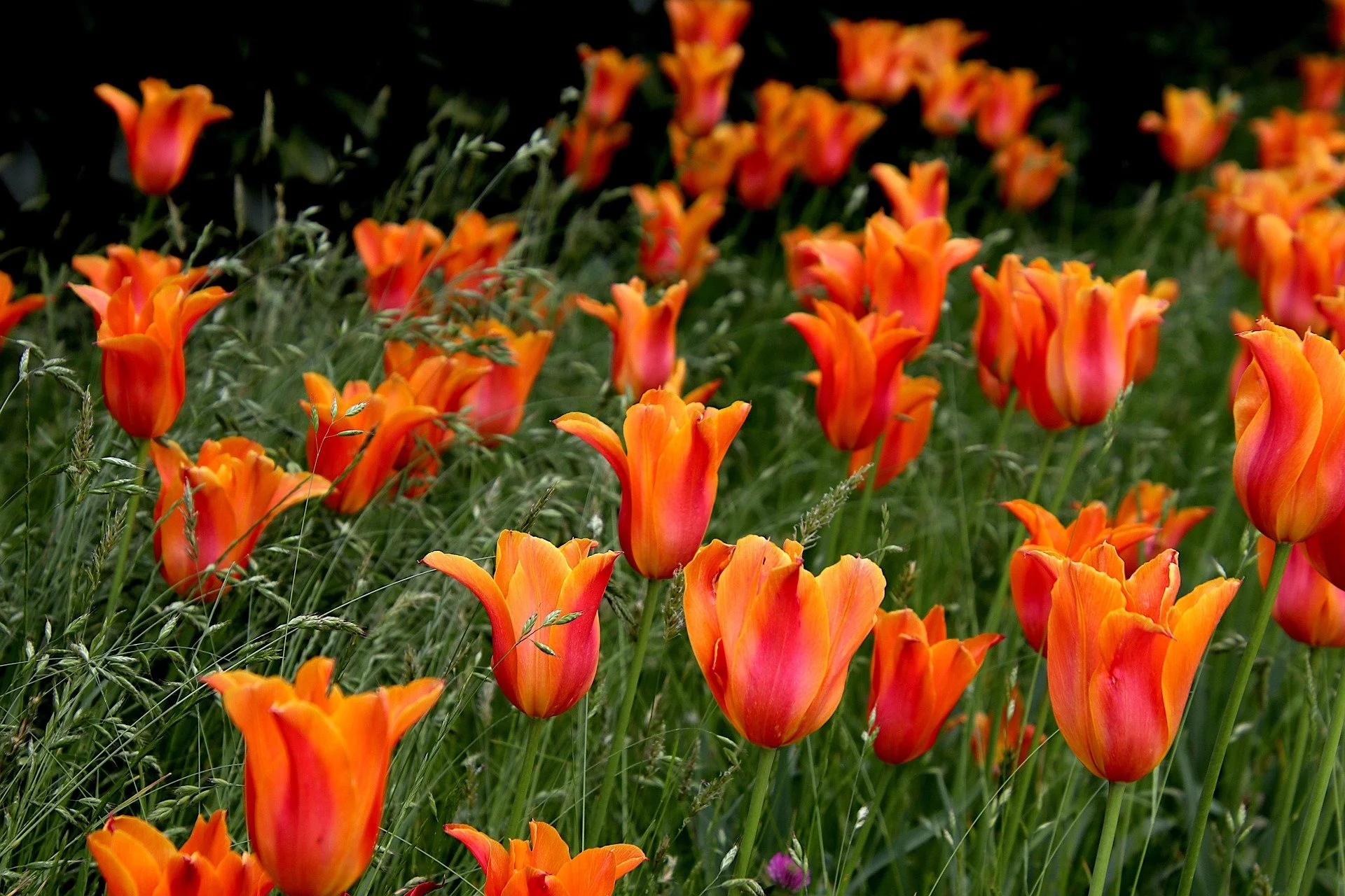 tulips-7187263_1920.jpg