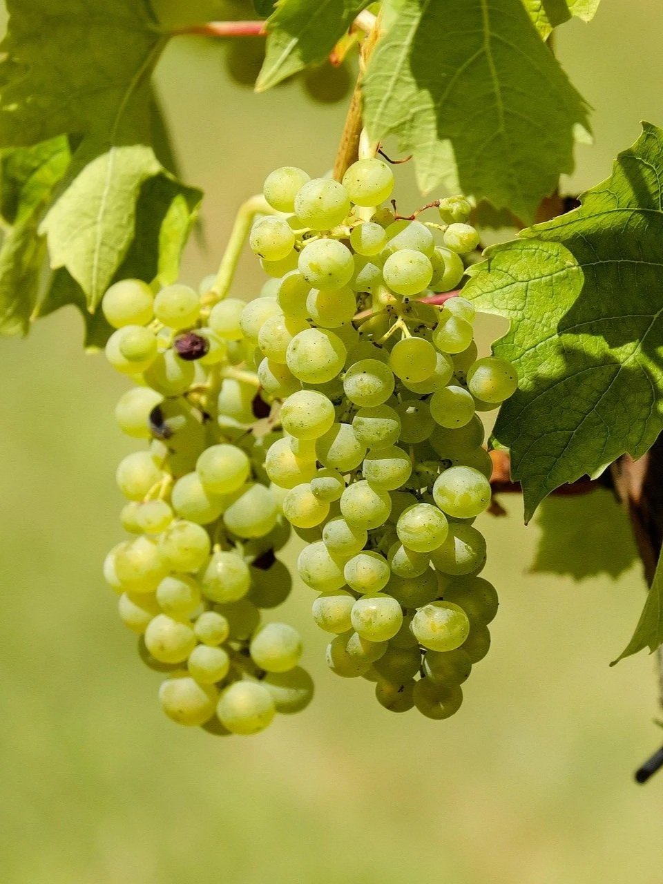 'Madeleine Sylvaner' Grape