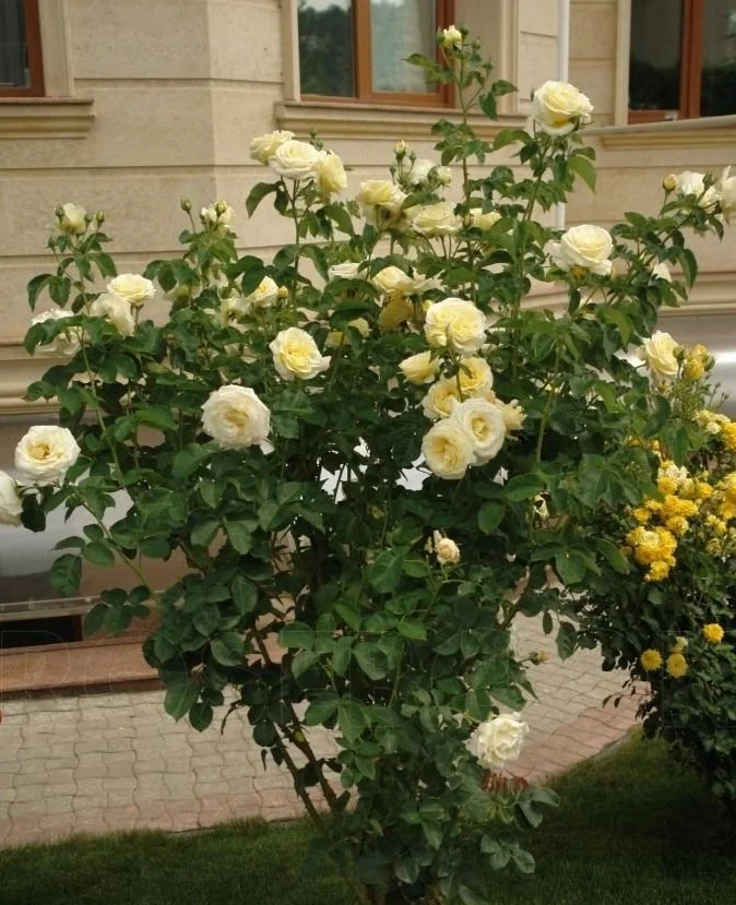 elina.jpg