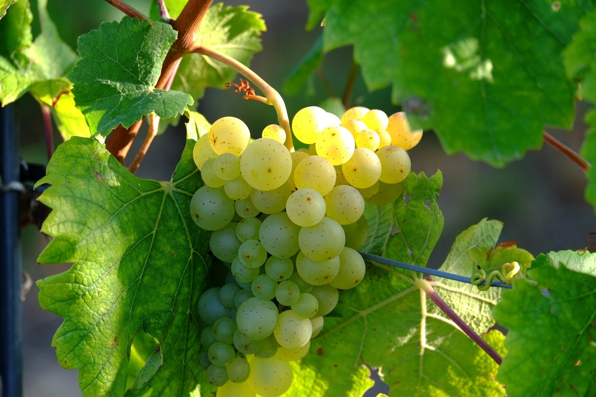 music4life-grapes-908989_1920.jpg
