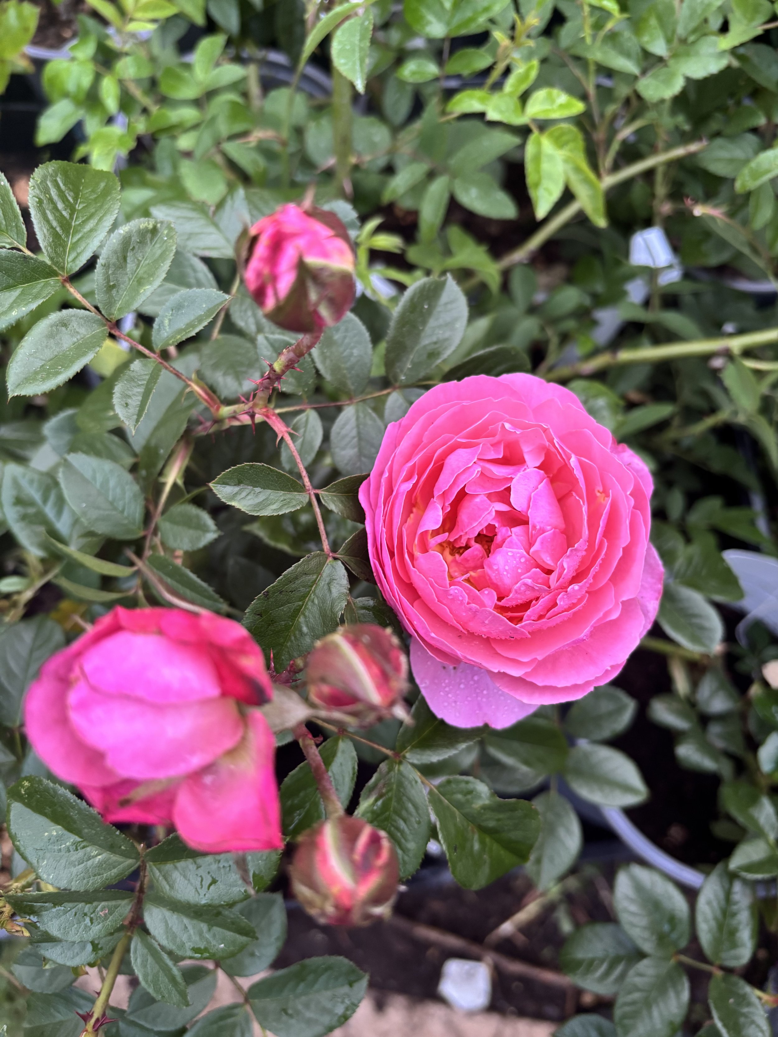 IMG_1183.jpeg