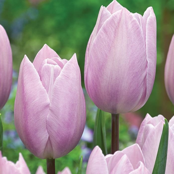 Tulip 'Silver Cloud' 1.jpg