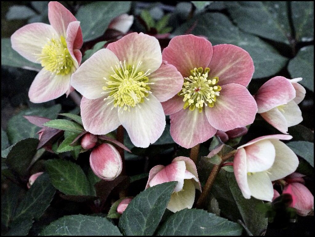 hellebore merlin 5.jpg