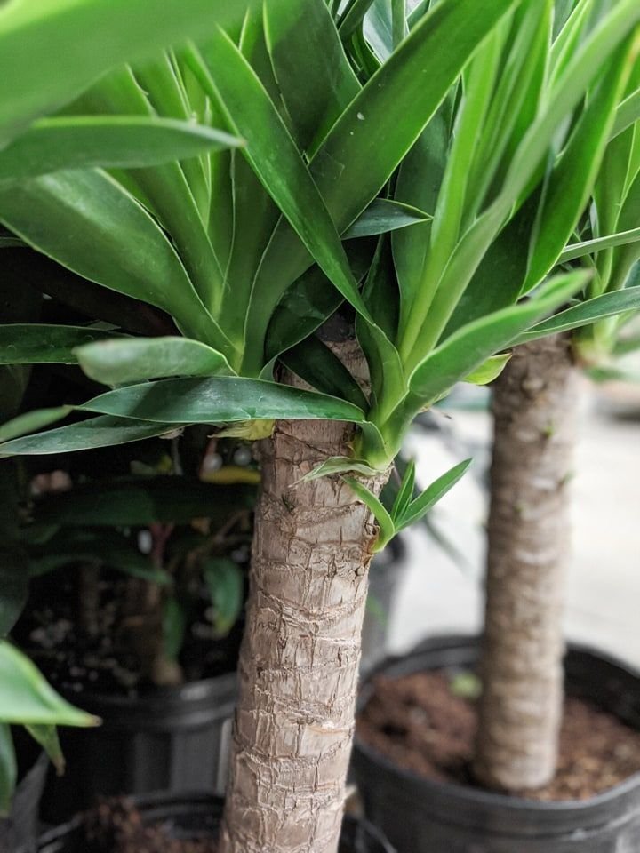 Yucca 2.jpg