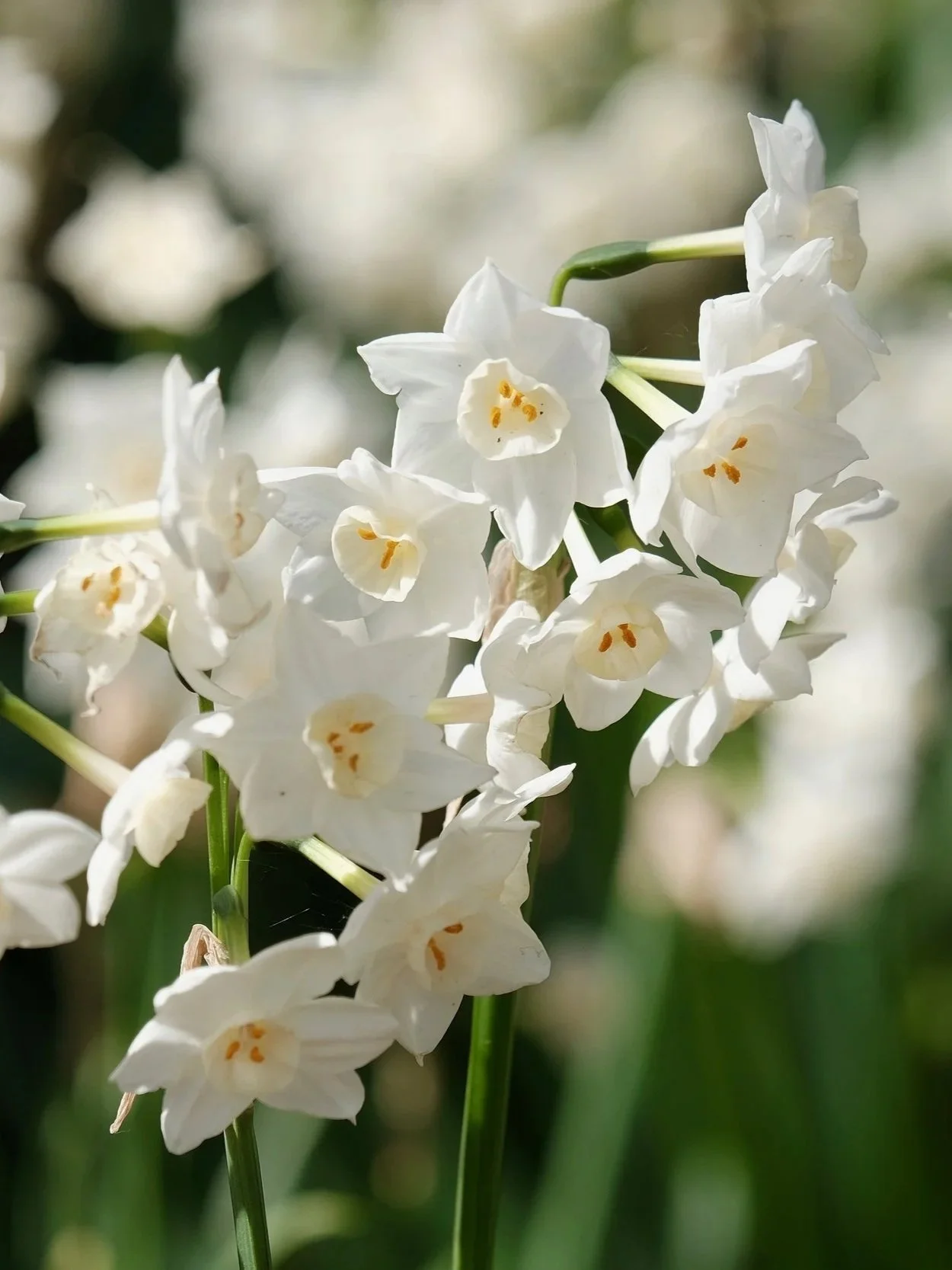 t_watanabe-flowers-4127140.jpg