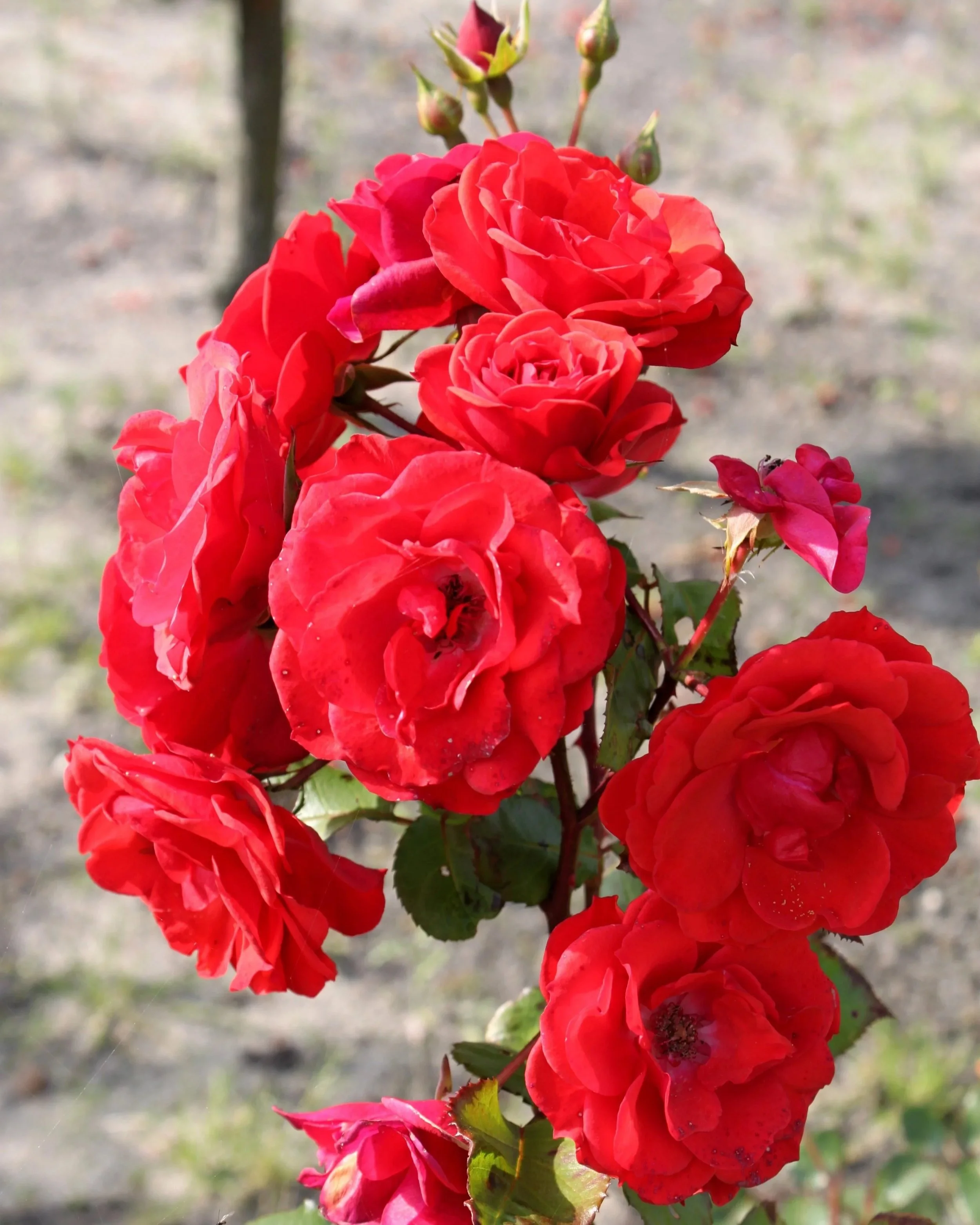 rose-bush-144844.jpg
