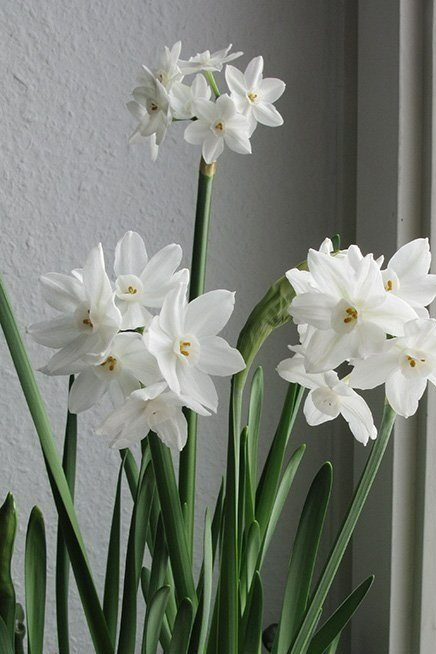 narcissuss%2Bpaper%2Bwhite.jpg