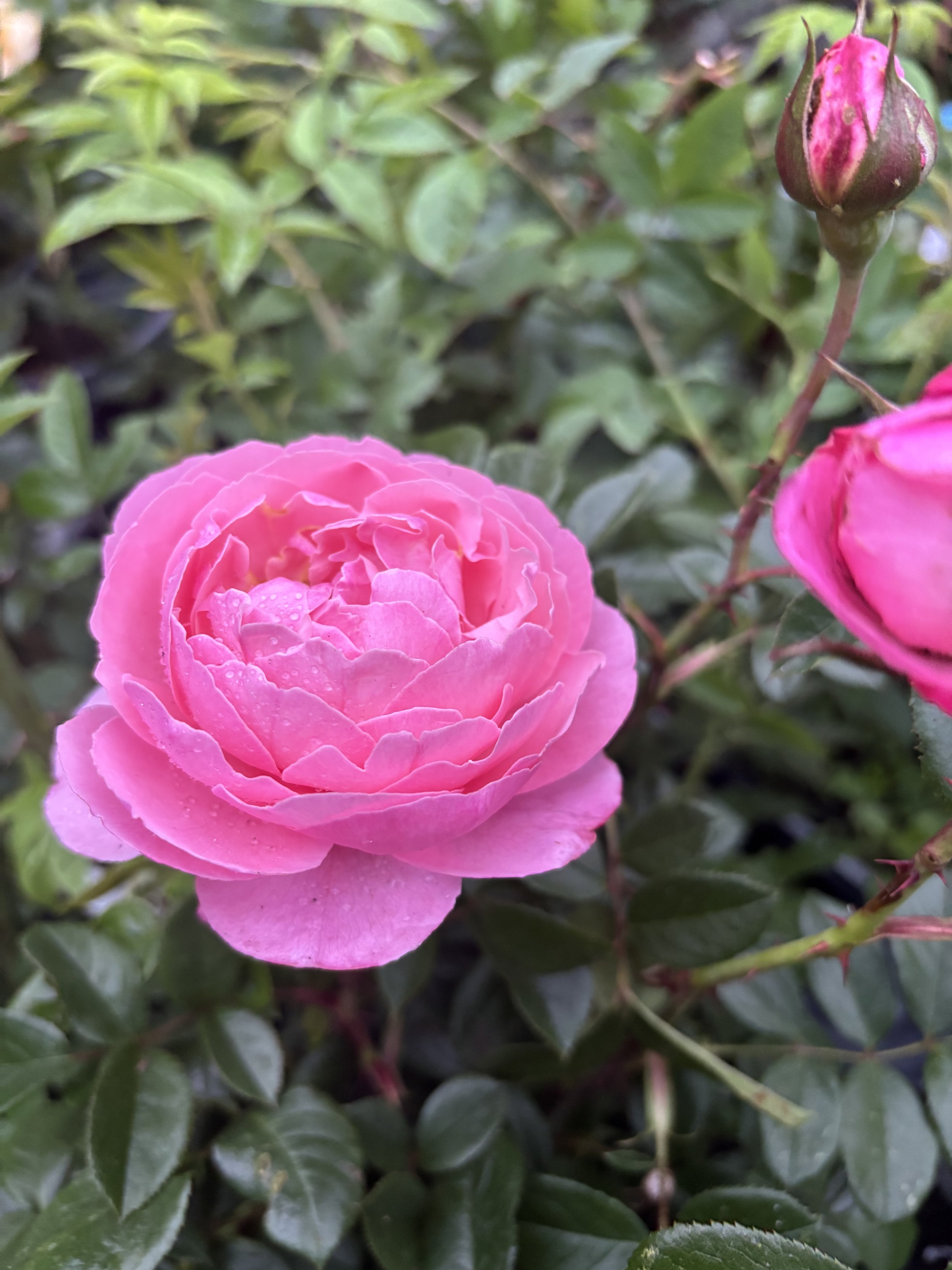 IMG_1207.jpeg