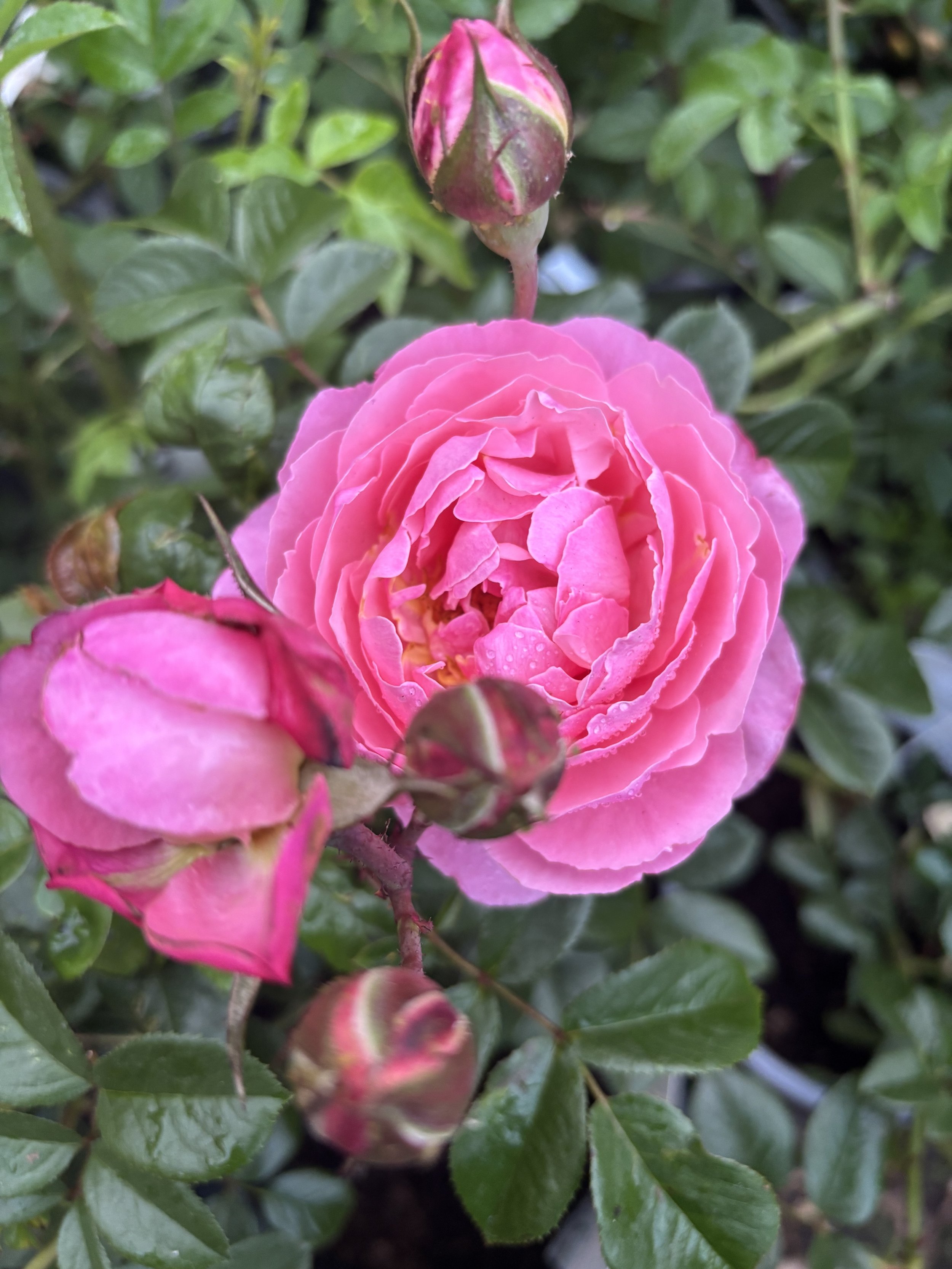 IMG_1182.jpeg