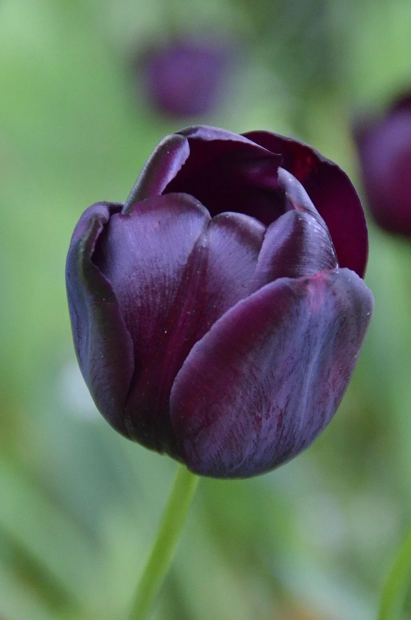 dark-purple-4625910_1280.jpg