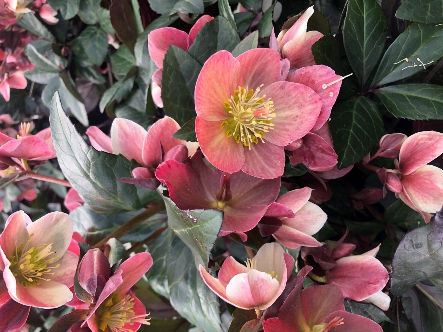 hellebore merlin 6.jpg