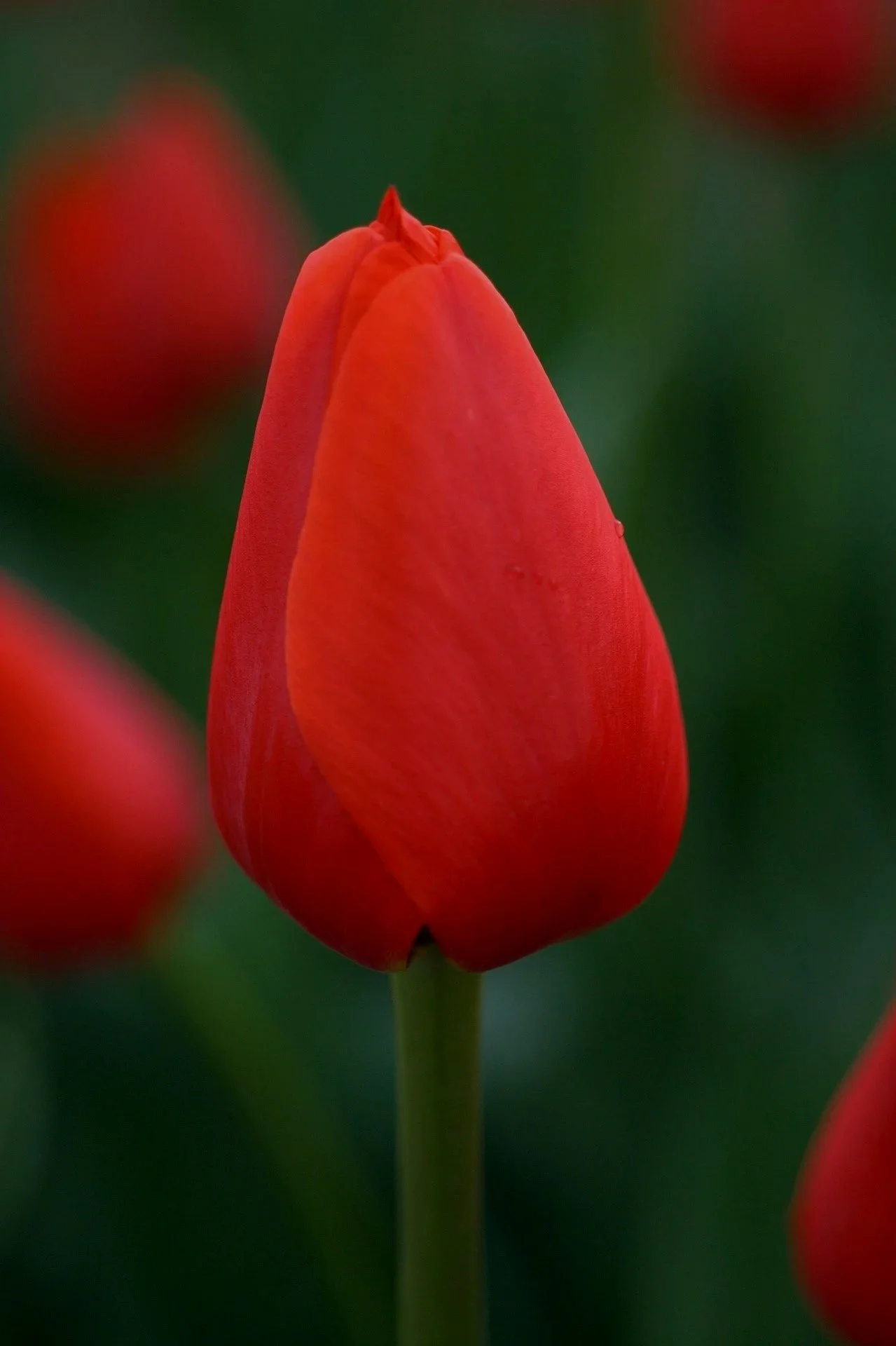 tulip-4487024_1920.jpg