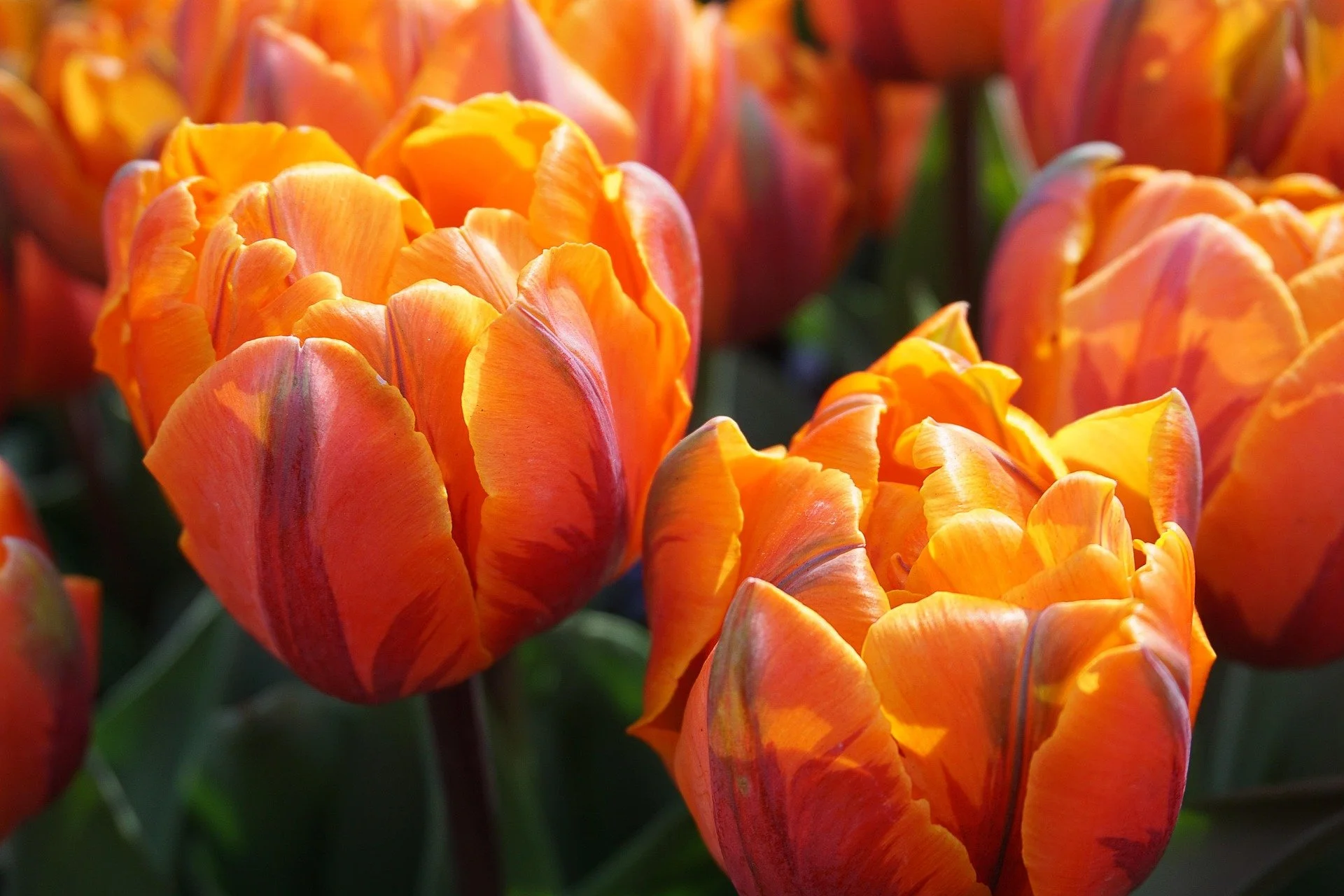 tulips-6066037_1920.jpg