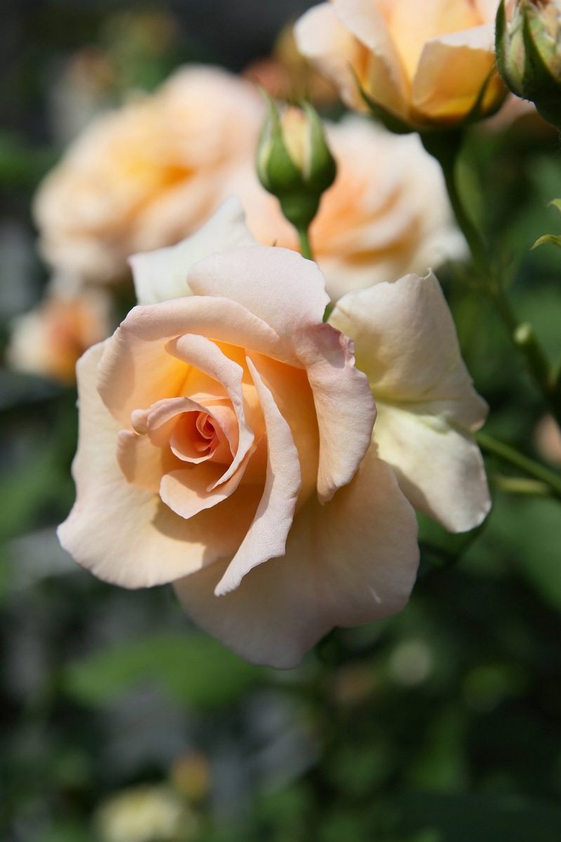apricot+nectar+7.jpg