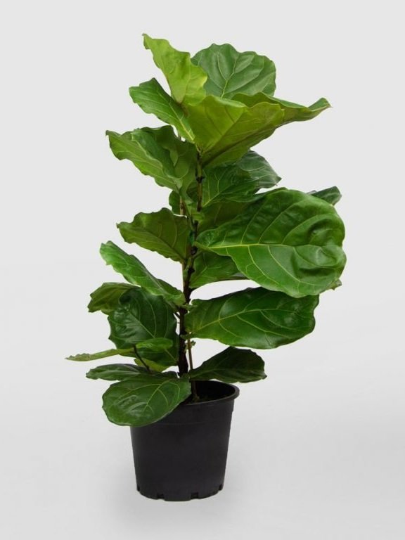 The+Ficus+Lyrata+1.jpg