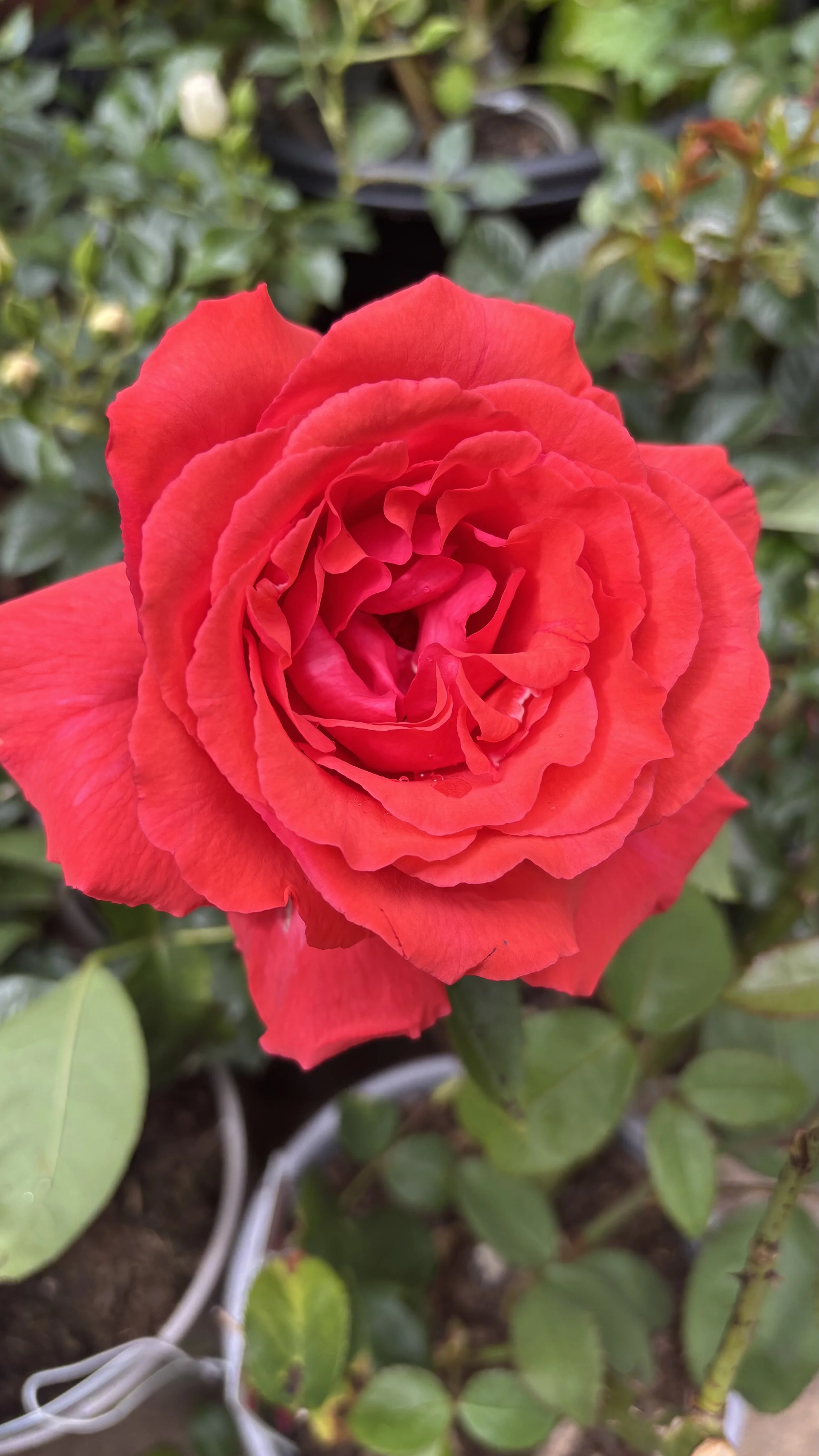 IMG_7850.jpeg