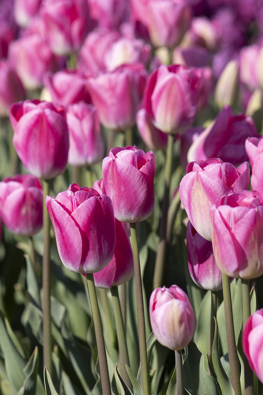 Tulip 'Dynasty' 8.jpg