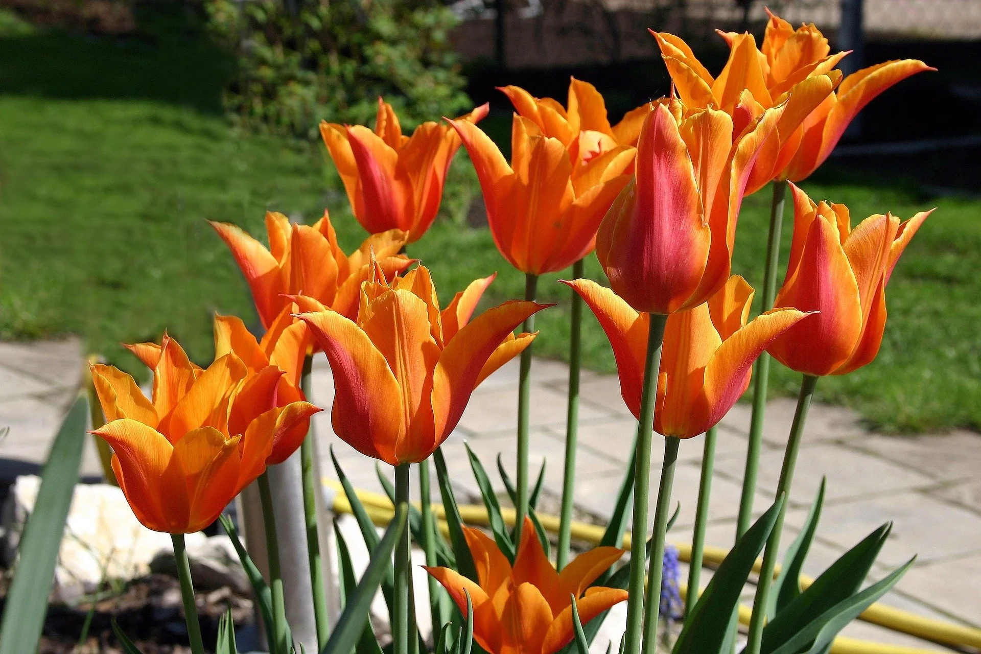 tulip-4040583_1920.jpg