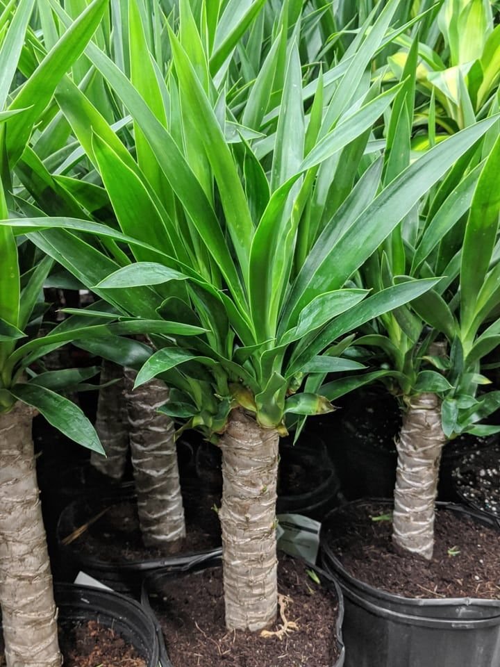 Yucca 1.jpg