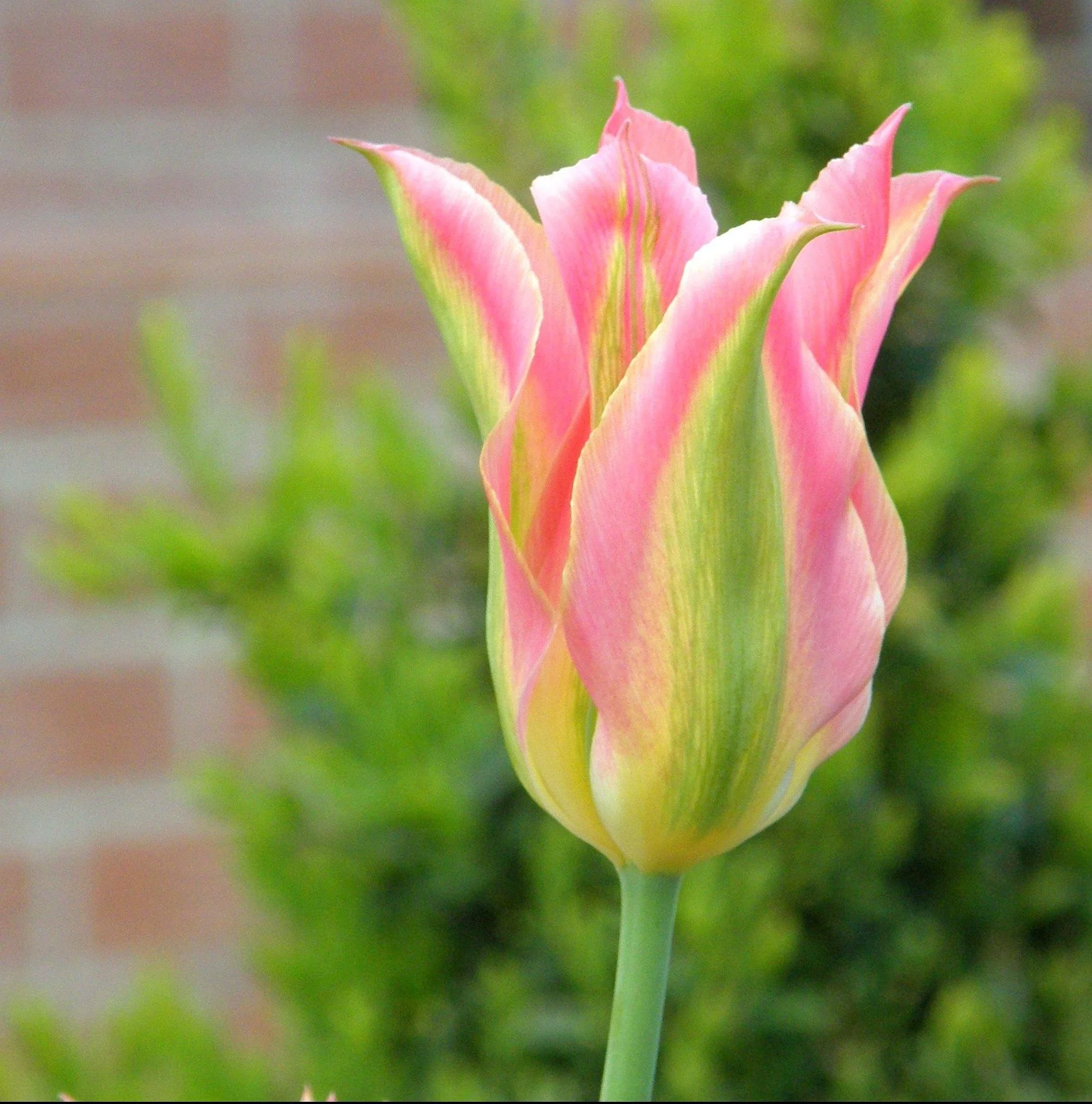 tulip-3123822_1920.jpg