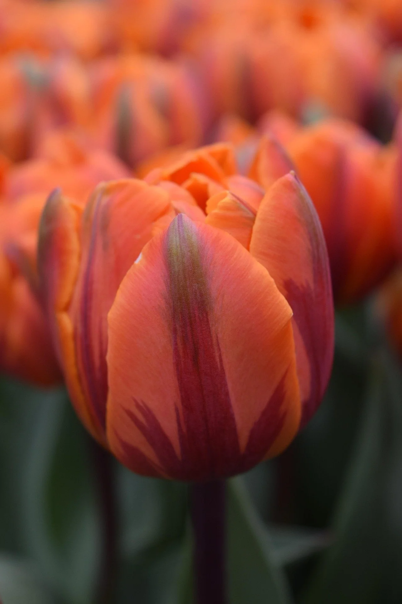 tulip-2258052_1920.jpg