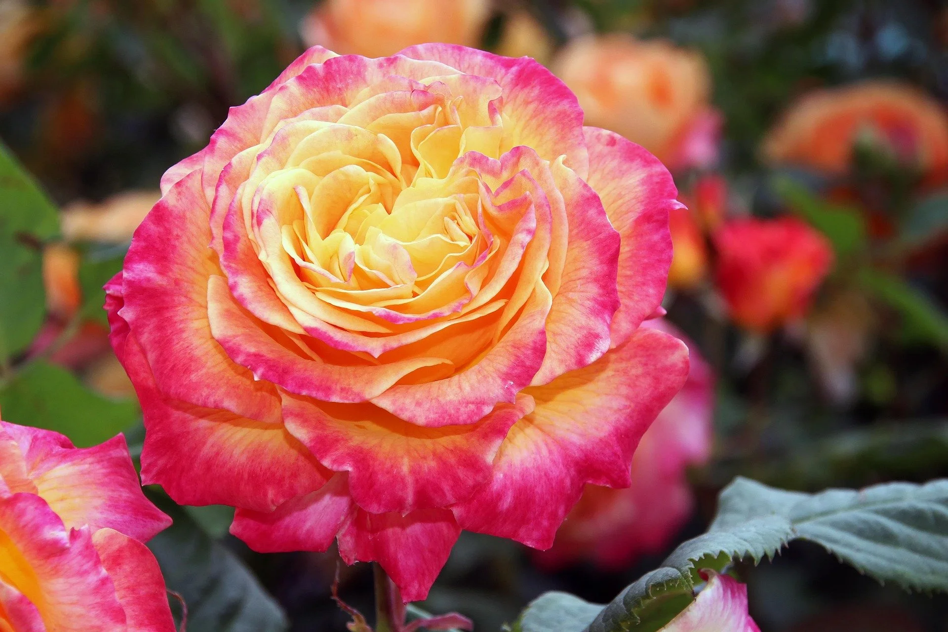 rose-2033259_1920.jpg