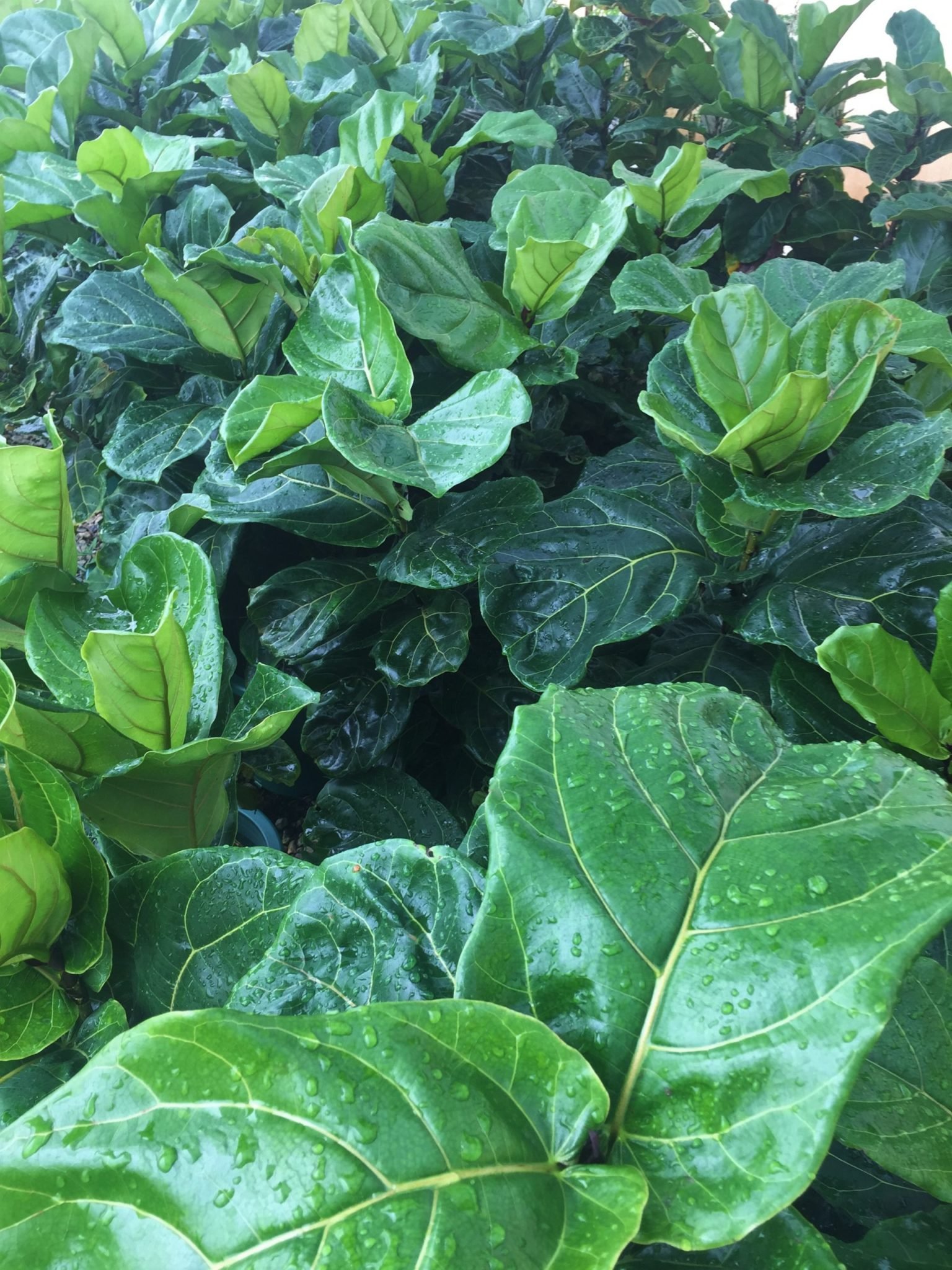 Ficus Lyrata 1.jpg
