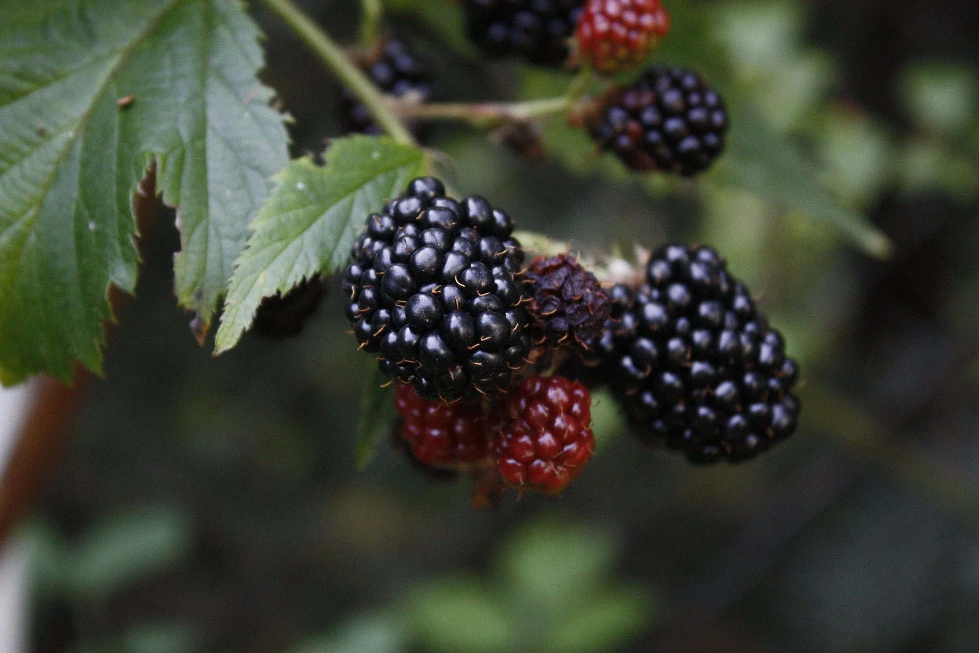 mirellast-blackberry-52696_1920.jpg
