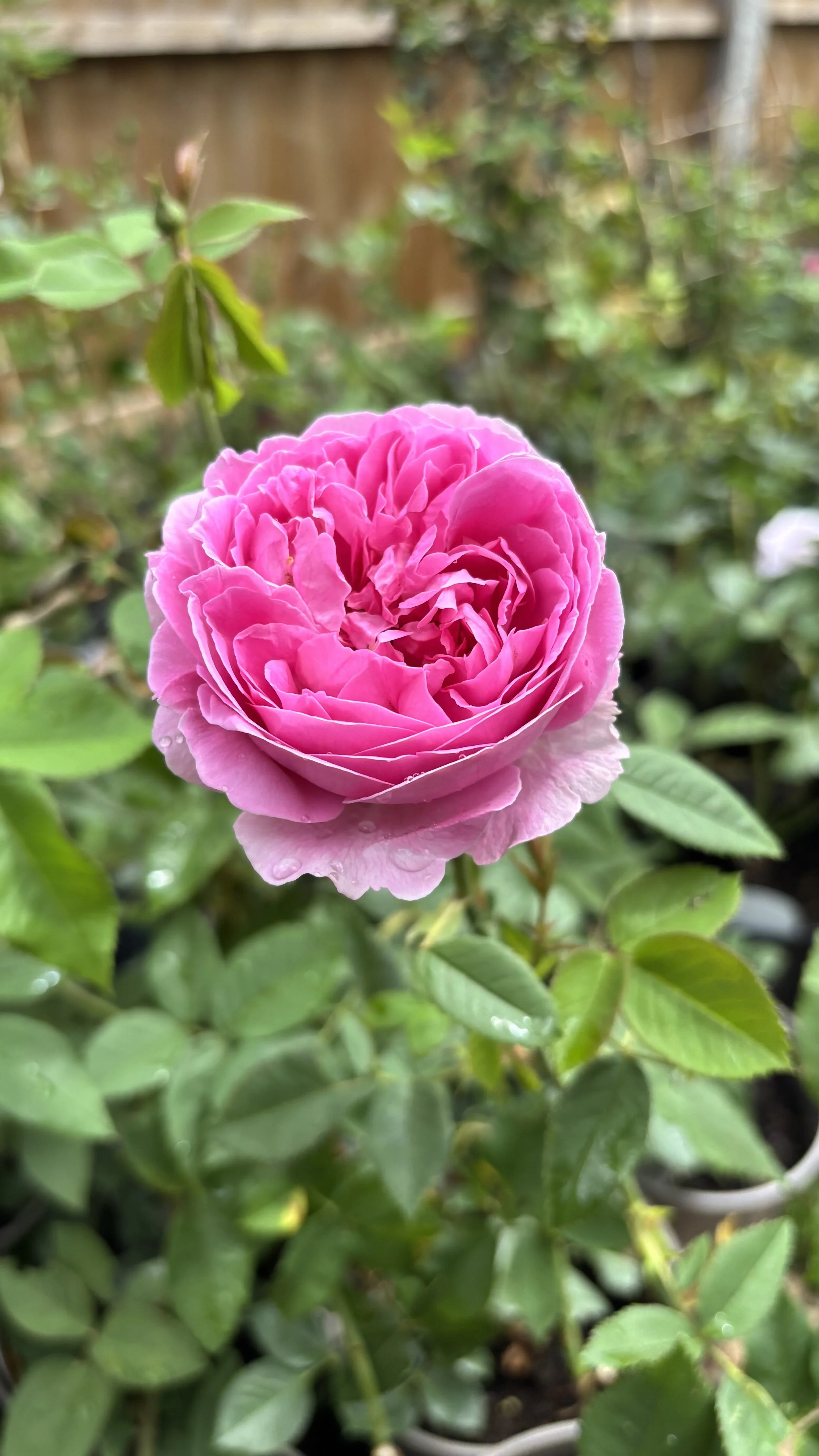 IMG_7600.jpeg