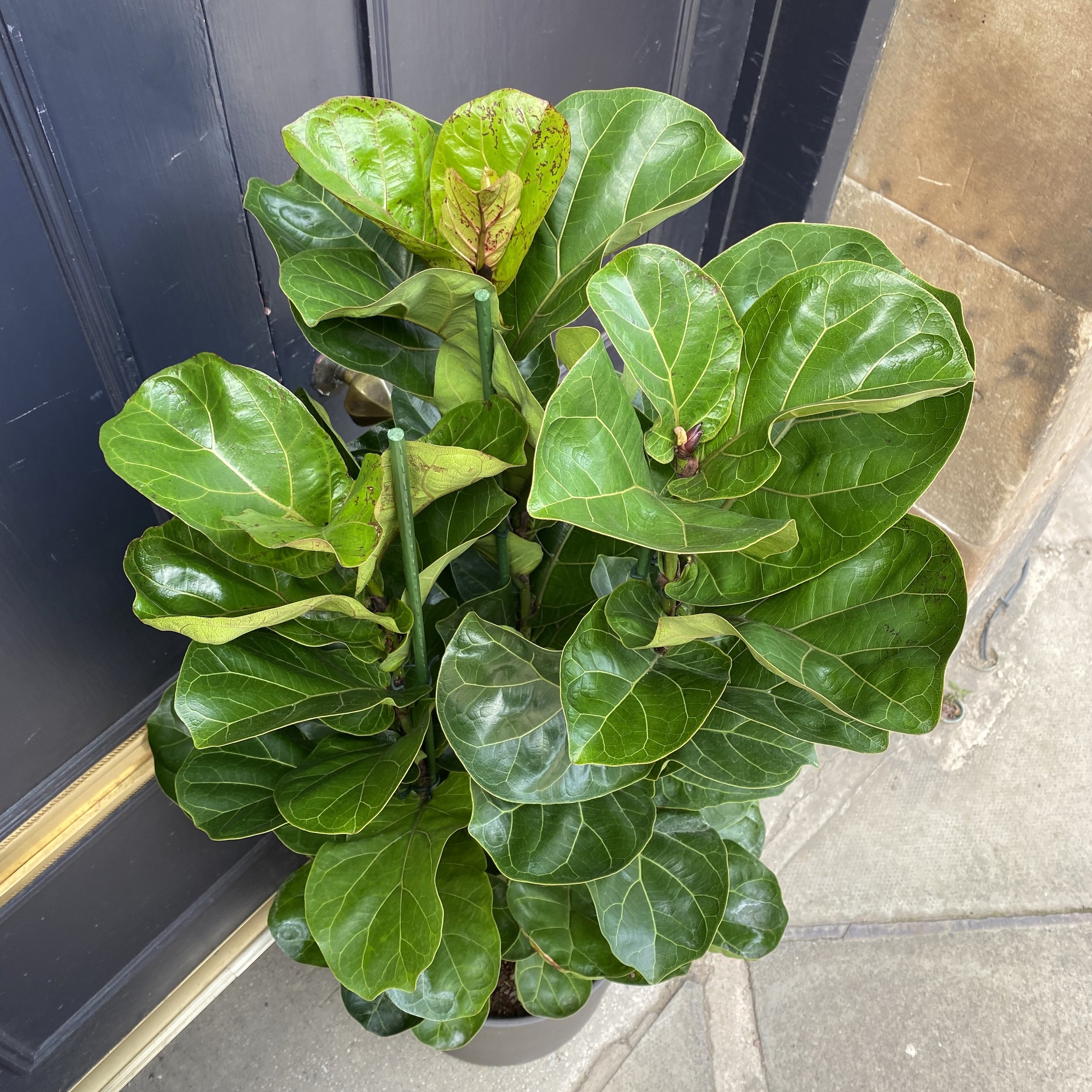 Ficus Lyrata.jpeg