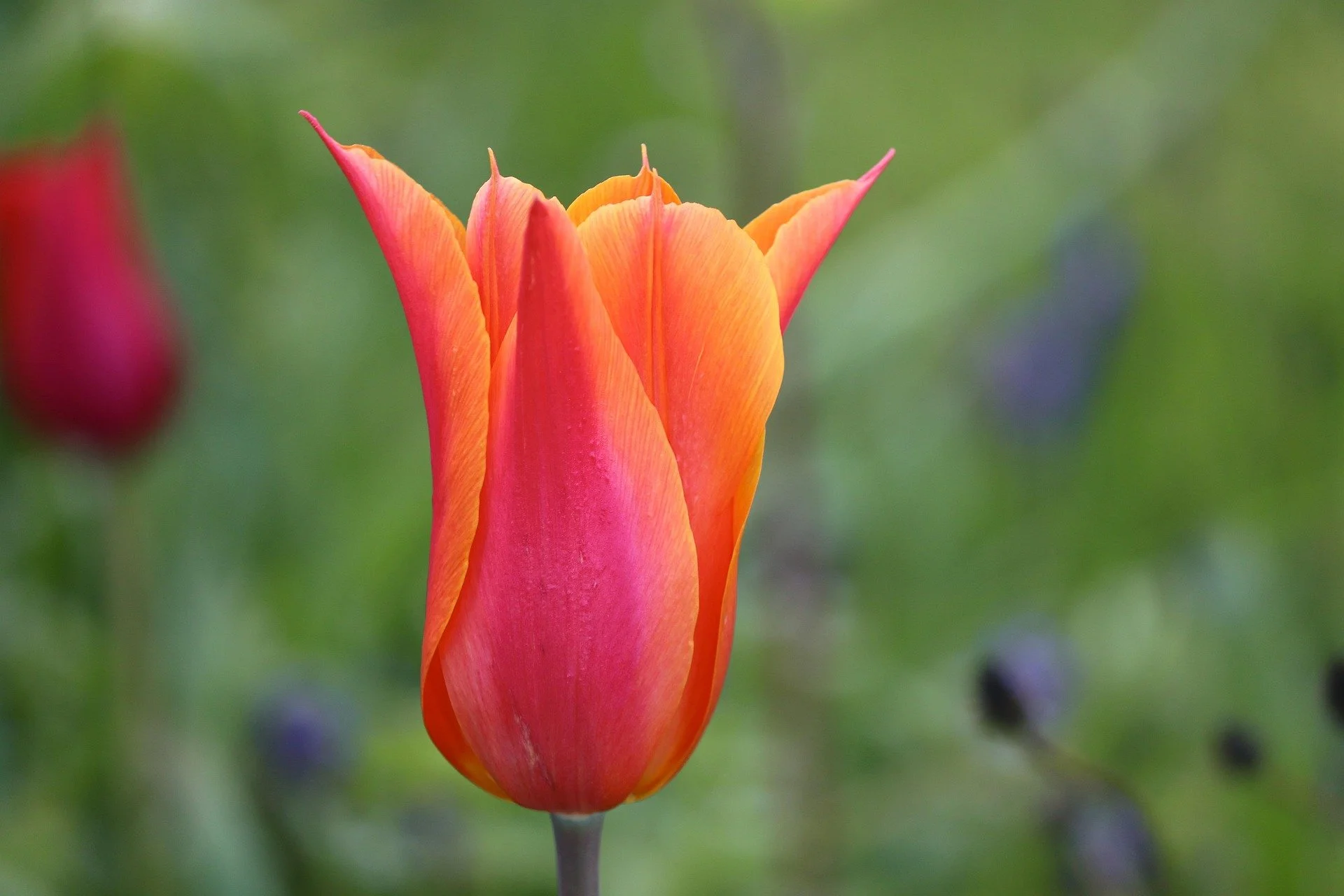 tulip-6236811_1920.jpg