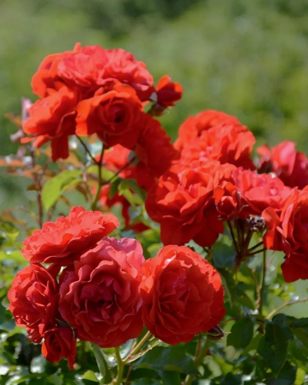 red-rose-883509_1920.jpg