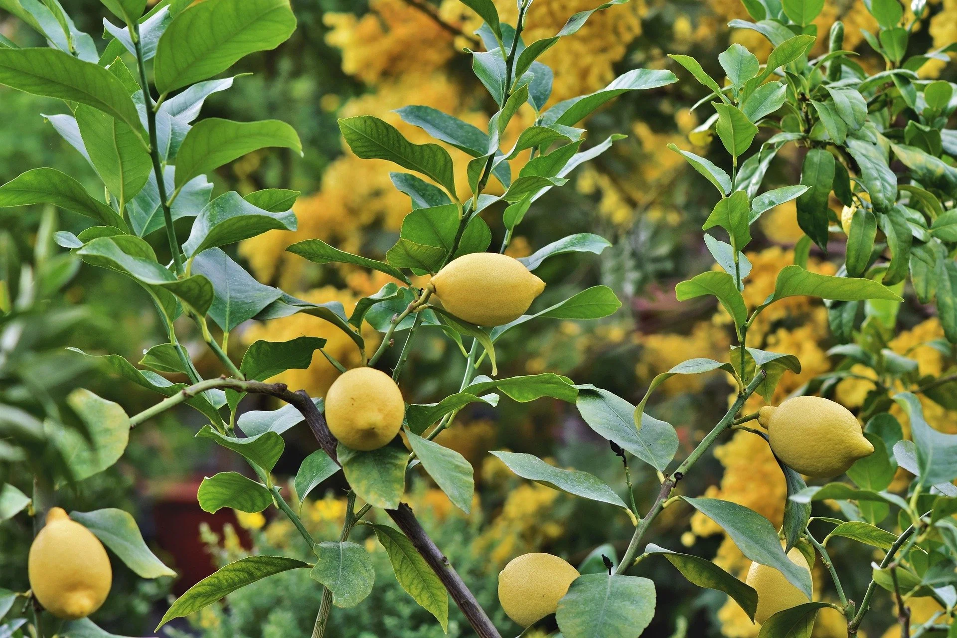ralphs_fotos-lemon-5963612_1920.jpg