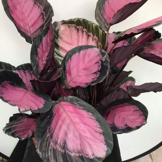 Calathea Rosepicta 1.jpg