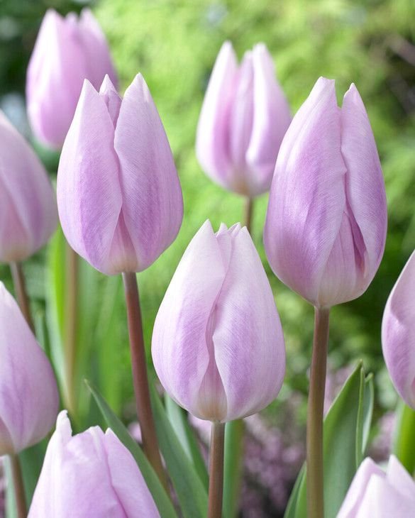 Tulip 'Silver Cloud' 2.jpg