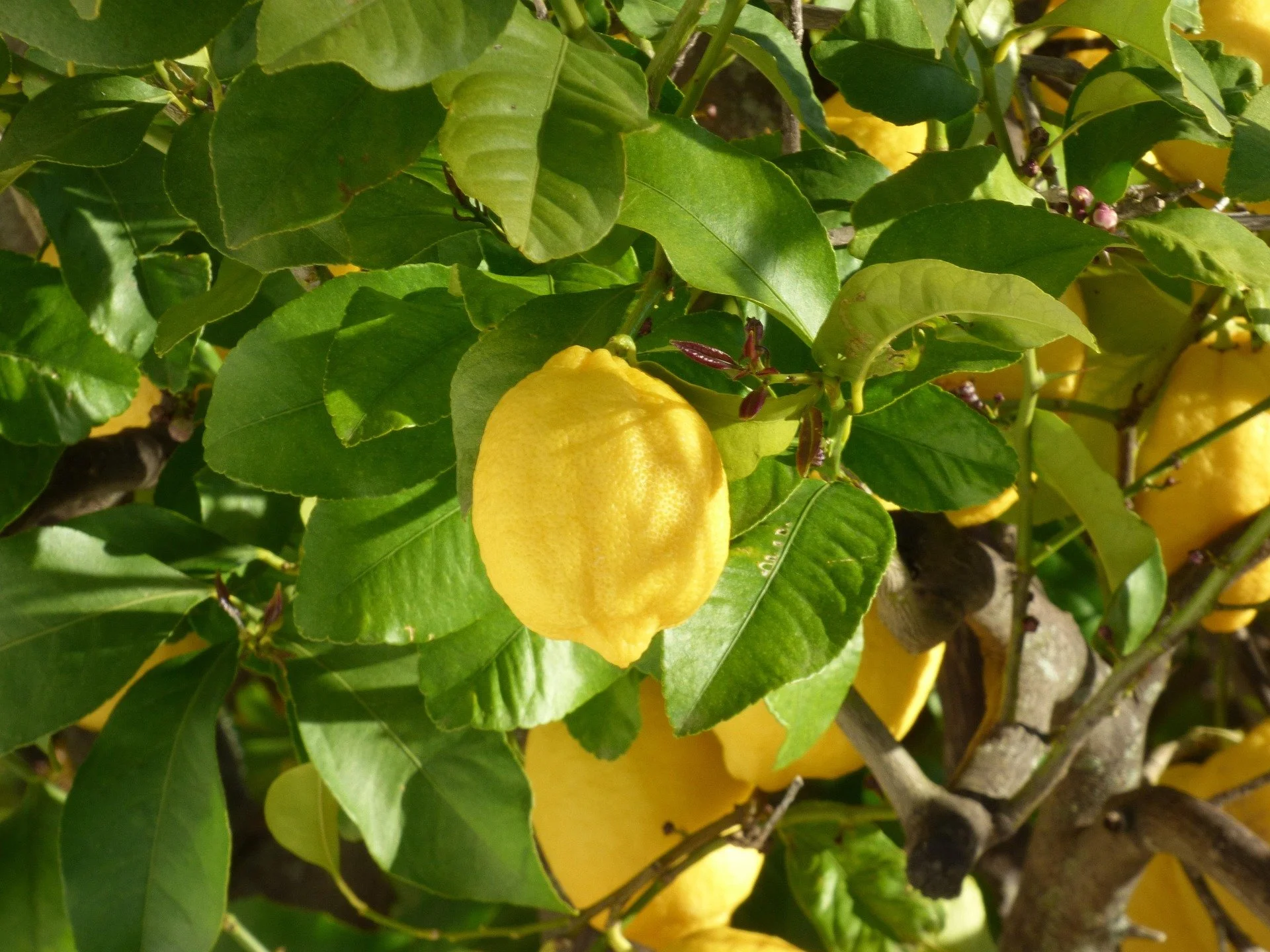 Citrus Lemon Tree