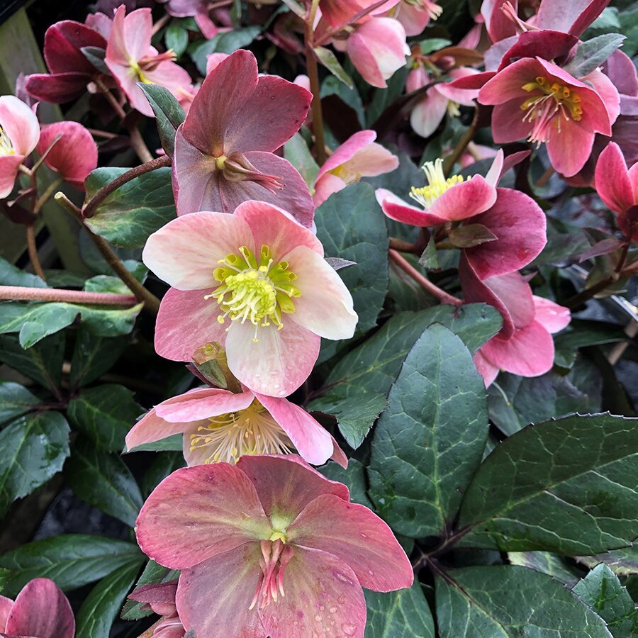 hellebore merlin 3.jpg