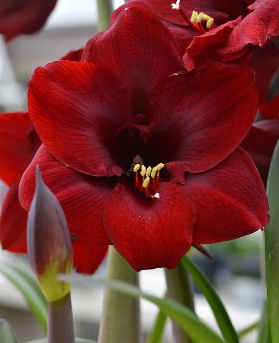 Amaryllis 'Royal Red' 4.jpg