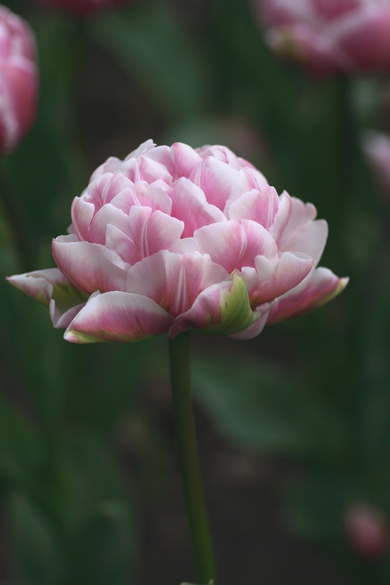 tulip-4489566_1920.jpg