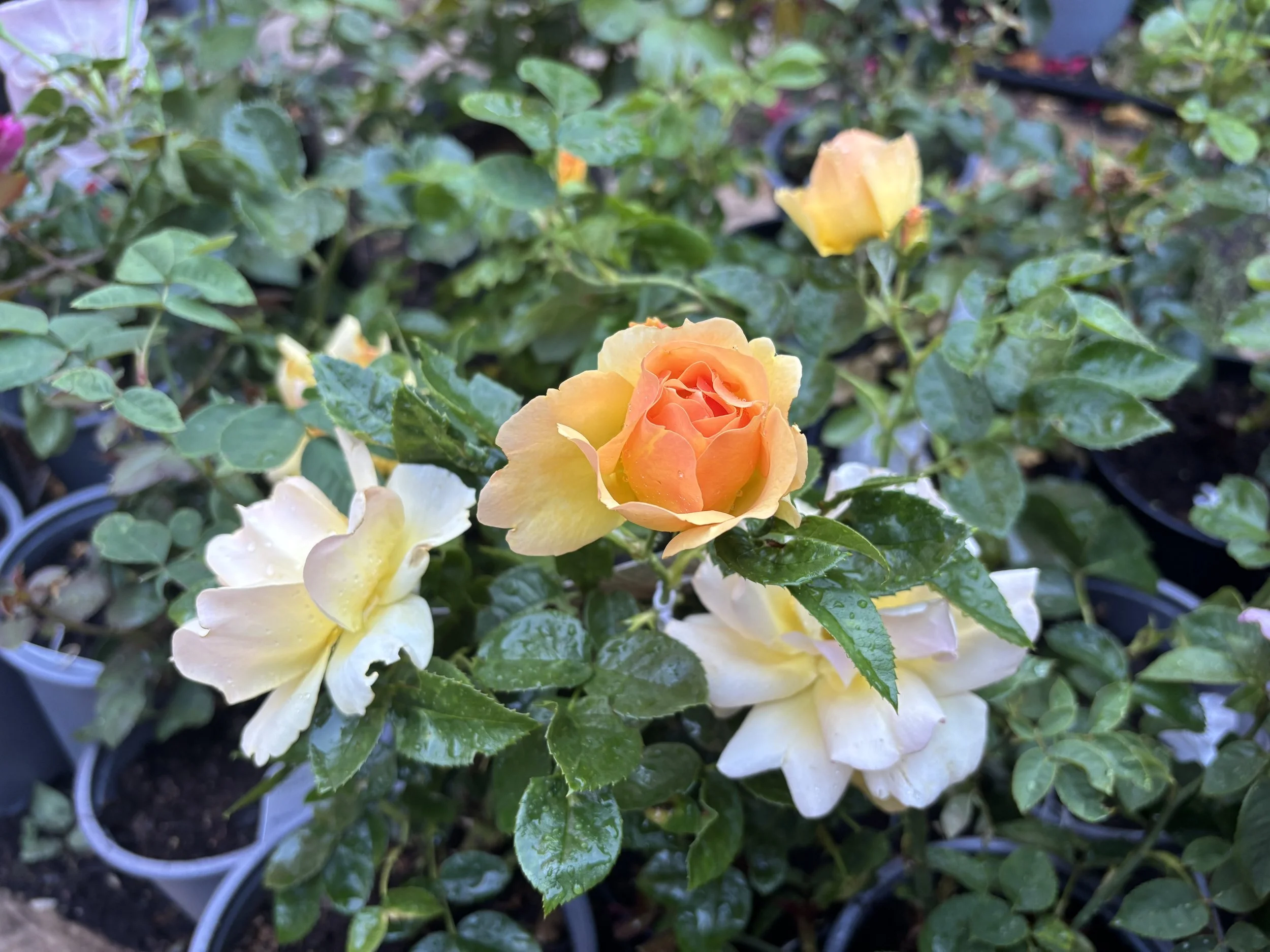 A close-up of a flowering plant with orange and cream roses, surrounded by green leaves with water droplets, in small pots at a garden center.