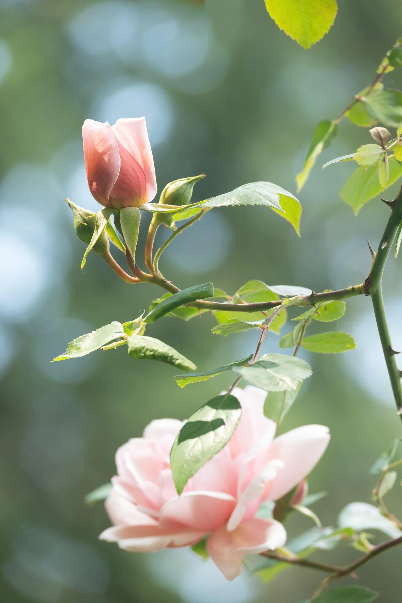 rosebud-7292557_1920.jpg