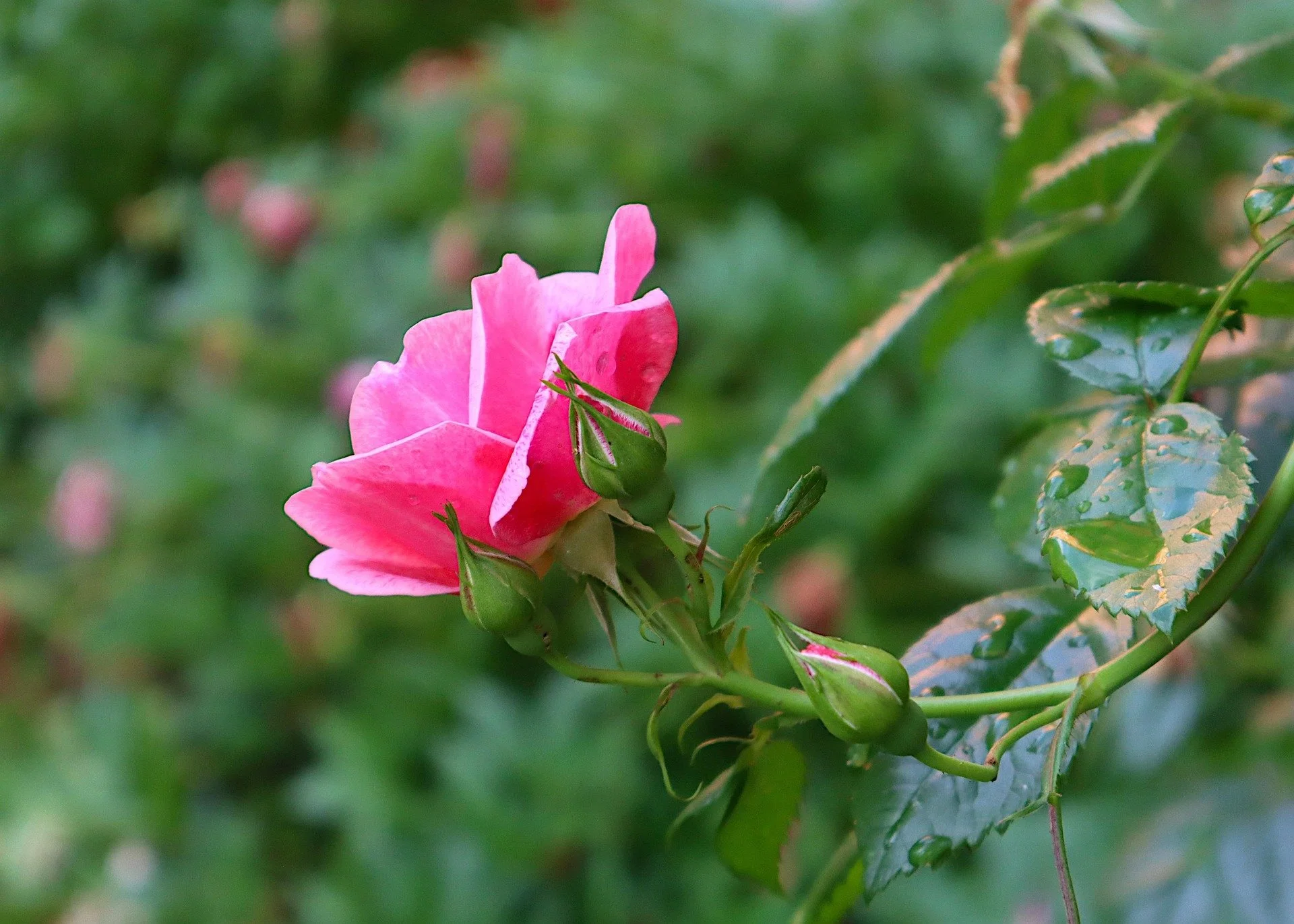 rose-7267299_1920.jpg