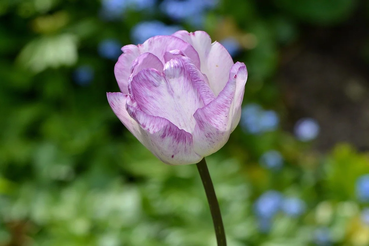 tulip-783447_1280.jpg