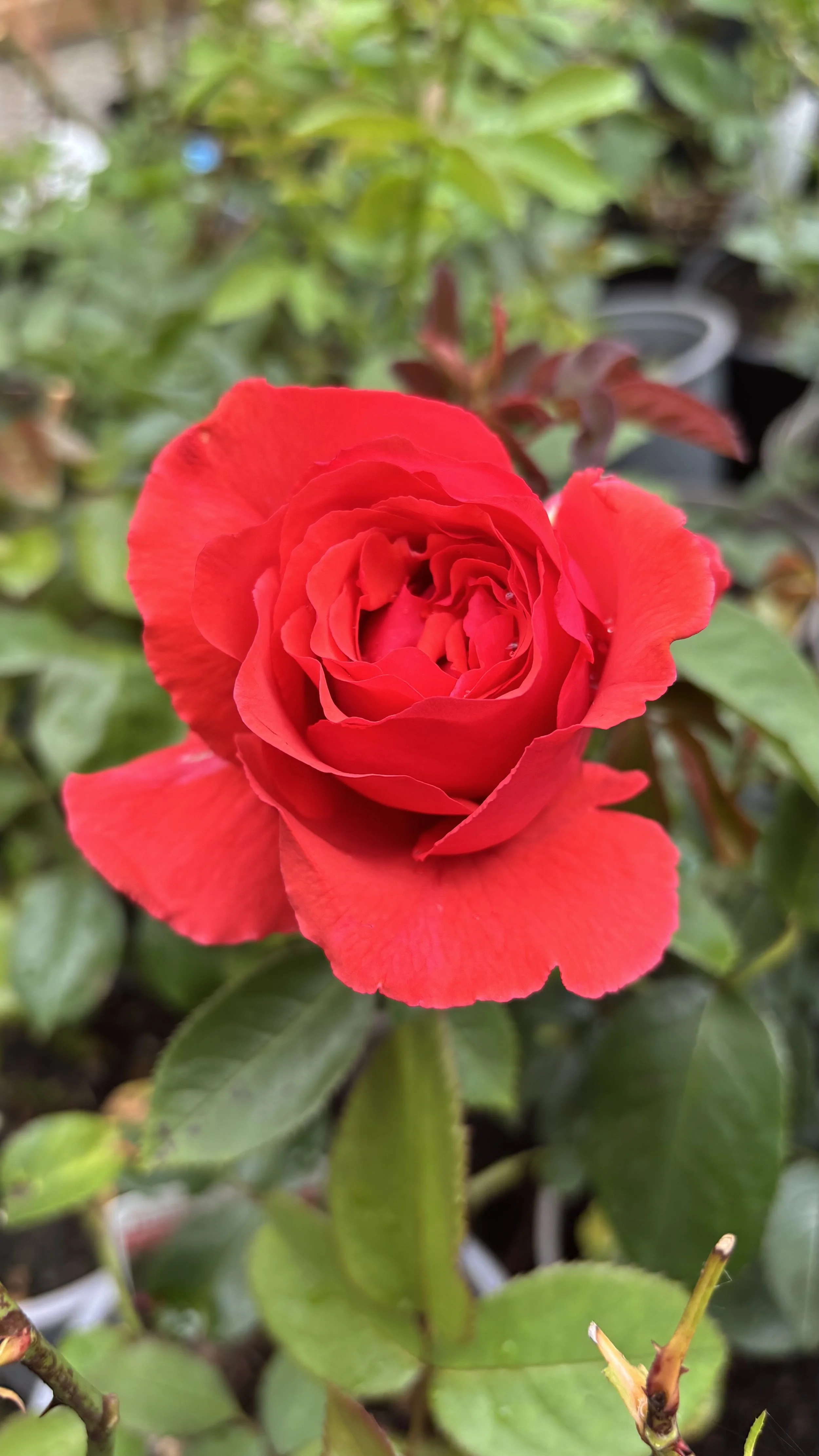 IMG_7656.jpeg