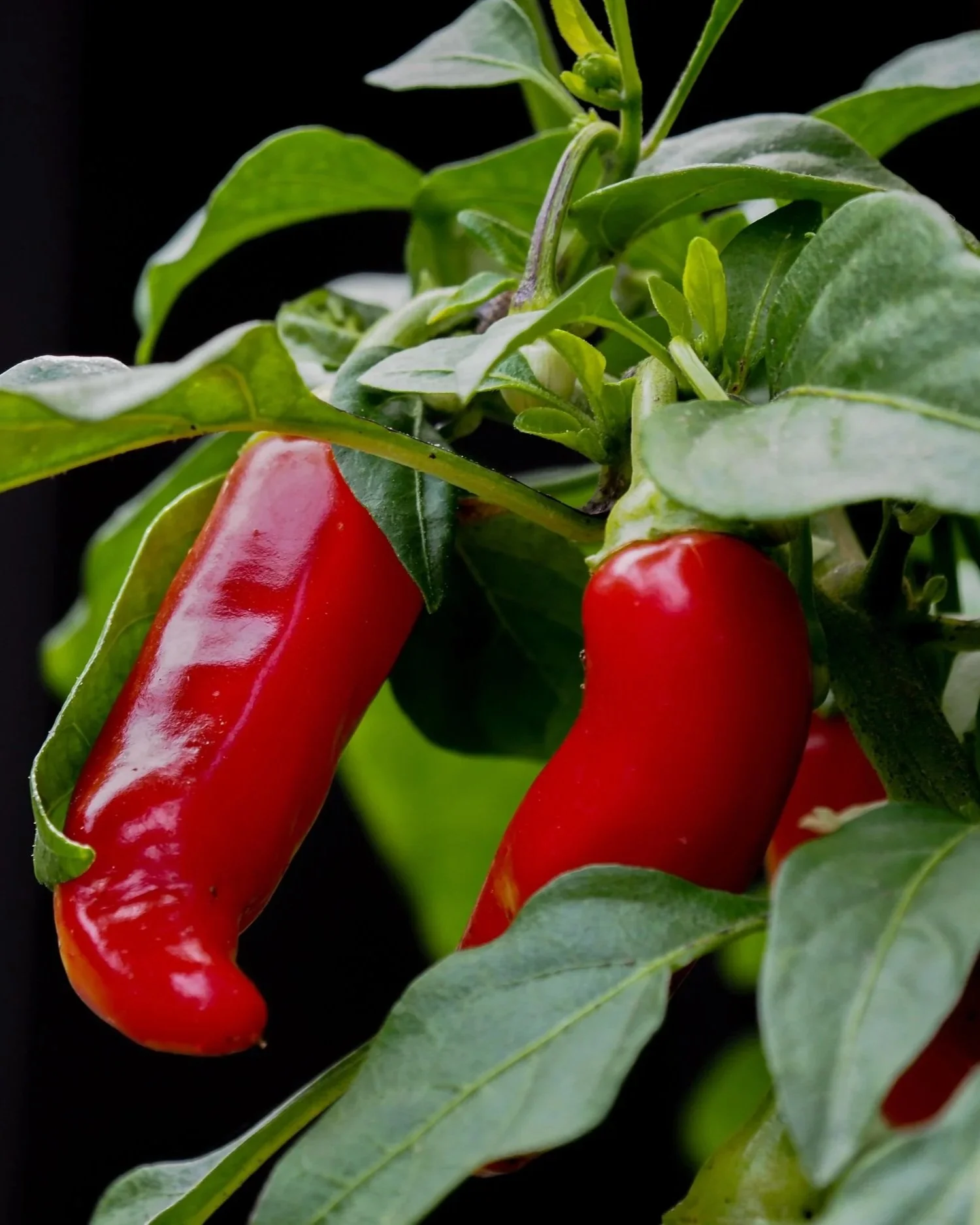 Apache Chili Plant