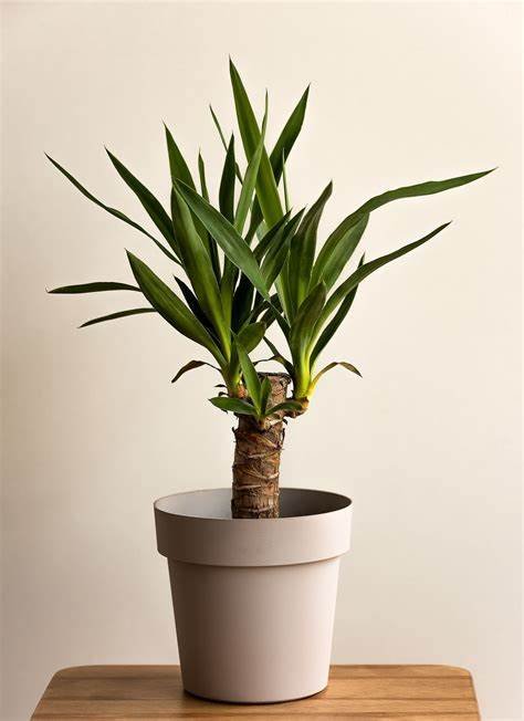 Yucca.jpg